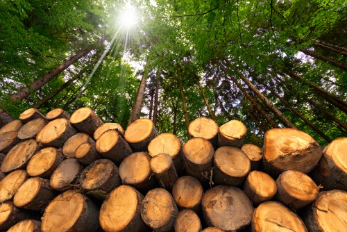 Timber processing industry