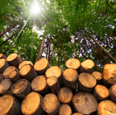Timber processing industry
